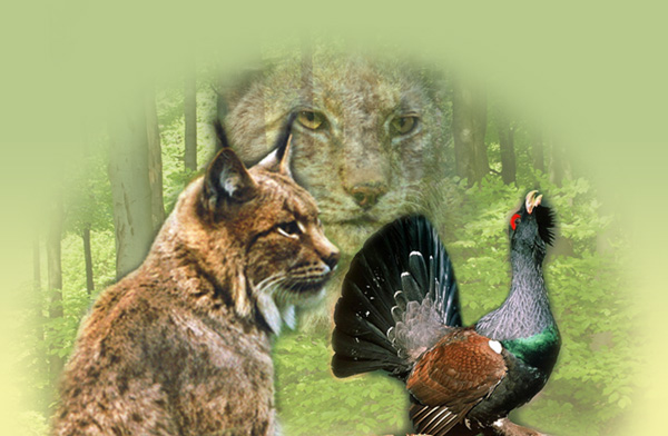 Titelbild vom Wildpark